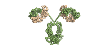 Immunoglobulin A Nephropathy (IgAN): Recent Advances and Prospects