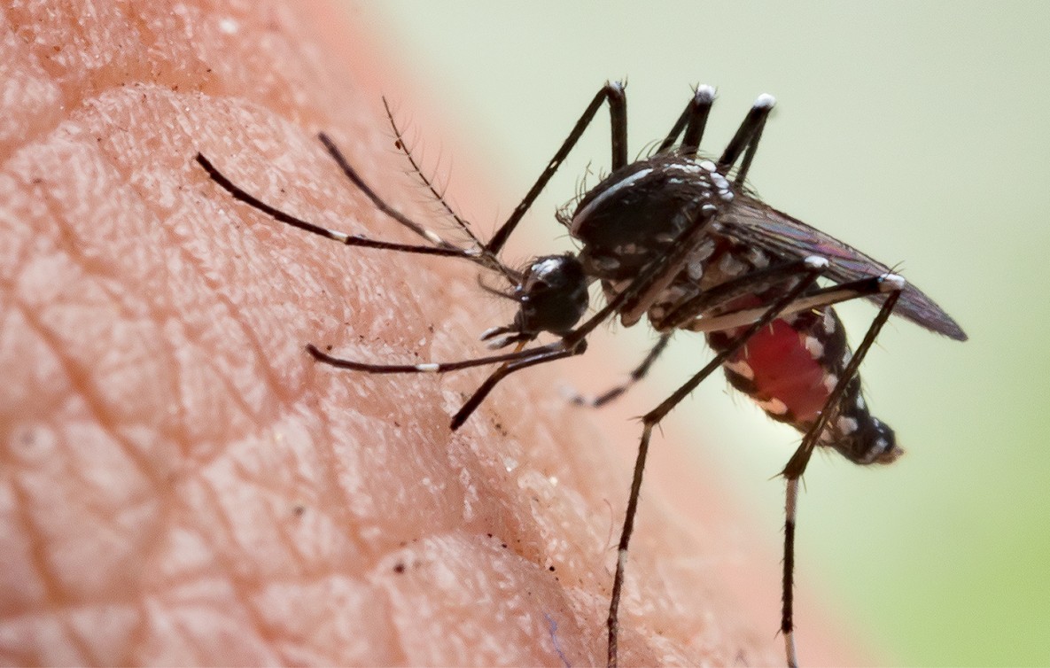 Arboviral Threats Ahead: Addressing the Global Rise of Chikungunya and Japanese Encephalitis in the Age of Travel and Climate Change